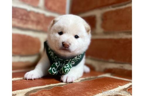 成約済の福岡県の豆柴-152217の2枚目