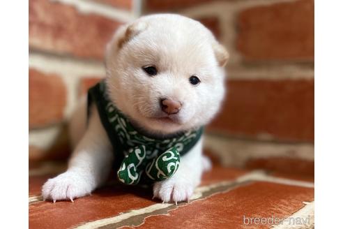 成約済の福岡県の豆柴-152217の3枚目