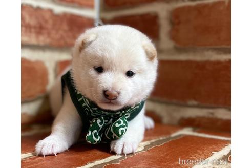 成約済の福岡県の豆柴-152217の4枚目