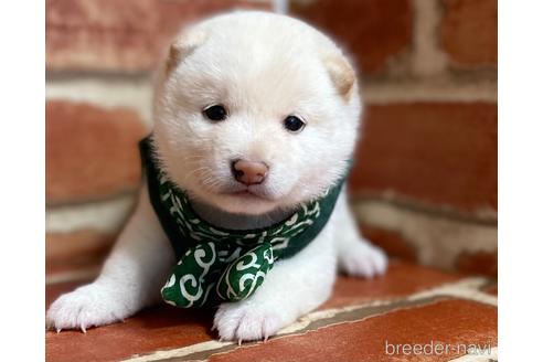 成約済の福岡県の豆柴-152217の5枚目