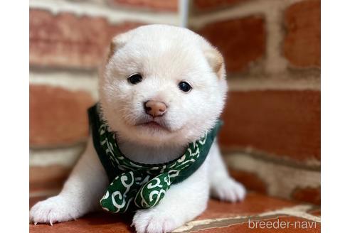 成約済の福岡県の豆柴-152217の1枚目