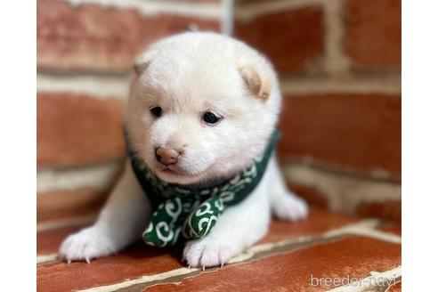 成約済の福岡県の豆柴-152217の6枚目