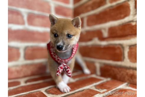 成約済の福岡県の豆柴-152223の3枚目