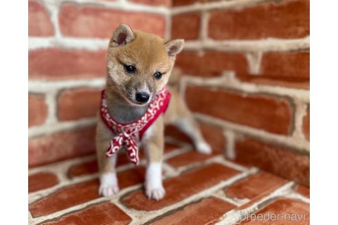 成約済の福岡県の豆柴-152223の4枚目