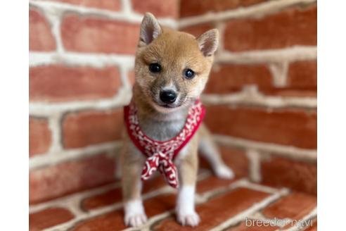 成約済の福岡県の豆柴-152223の1枚目