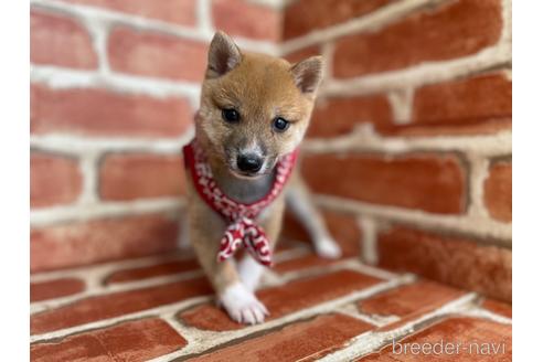 成約済の福岡県の豆柴-152223の5枚目