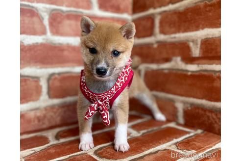 成約済の福岡県の豆柴-152223の2枚目