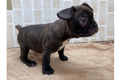 成約済の東京都のミックス犬-152248の12枚目