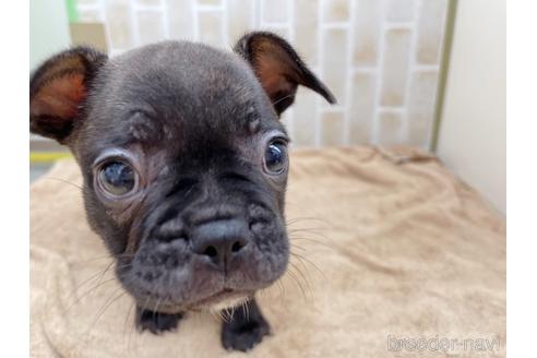 成約済の東京都のミックス犬-152248の10枚目