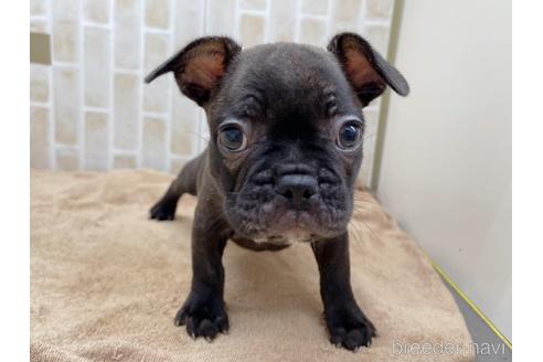 成約済の東京都のミックス犬-152248の11枚目