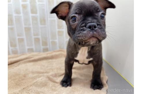 成約済の東京都のミックス犬-152248の2枚目