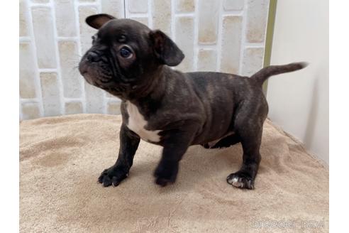 成約済の東京都のミックス犬-152248の3枚目