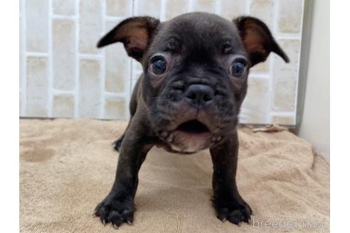 成約済の東京都のミックス犬-152248の4枚目