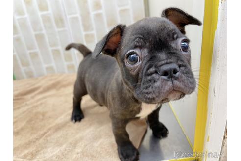 成約済の東京都のミックス犬-152248の5枚目