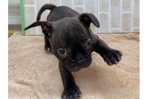 成約済の東京都のミックス犬-152248の6枚目