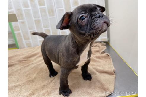 成約済の東京都のミックス犬-152248の7枚目