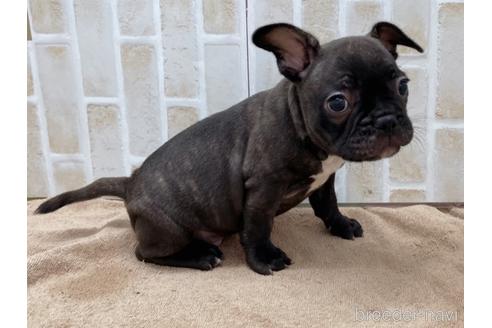 成約済の東京都のミックス犬-152248の8枚目