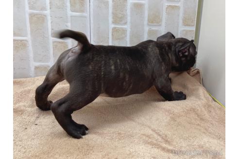 成約済の東京都のミックス犬-152248の9枚目