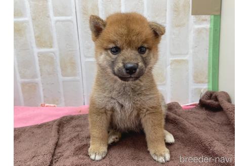 成約済の東京都の豆柴-152246の6枚目