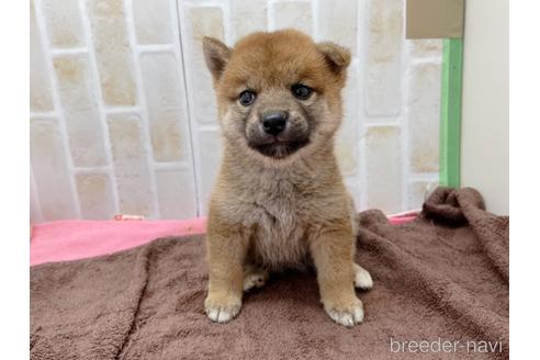 成約済の東京都の豆柴-152246の7枚目