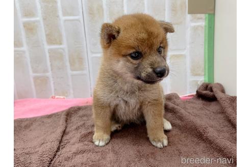 成約済の東京都の豆柴-152246の8枚目