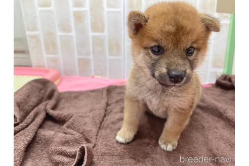 成約済の東京都の豆柴-152246の9枚目