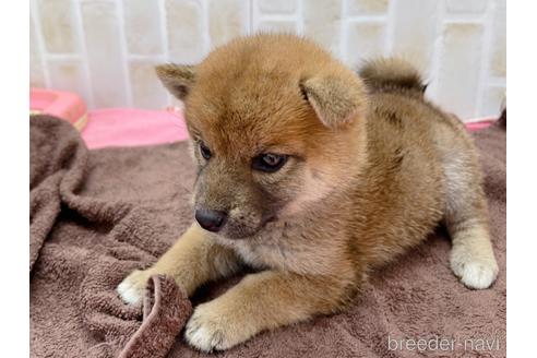 成約済の東京都の豆柴-152246の10枚目