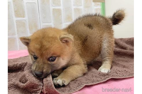 成約済の東京都の豆柴-152246の2枚目