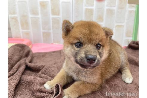 成約済の東京都の豆柴-152246の3枚目