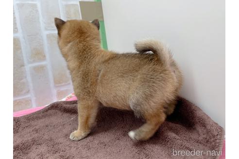 成約済の東京都の豆柴-152246の4枚目