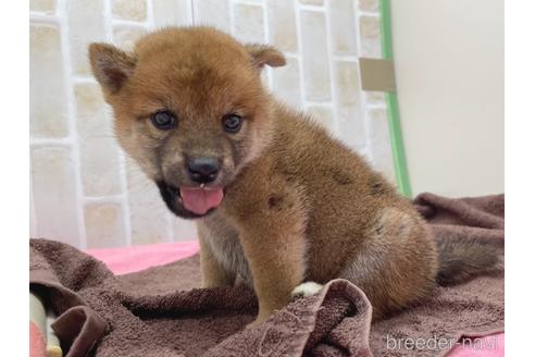 成約済の東京都の豆柴-152246の5枚目