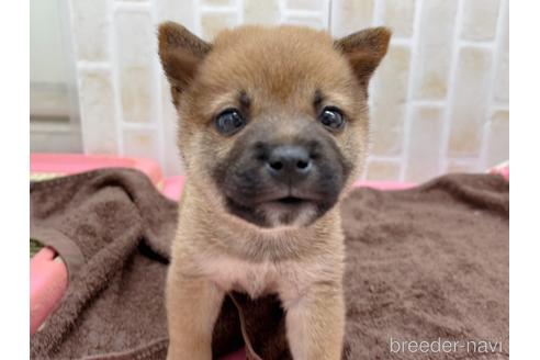 成約済の東京都の豆柴-152244の20枚目