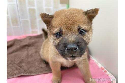 成約済の東京都の豆柴-152244の22枚目