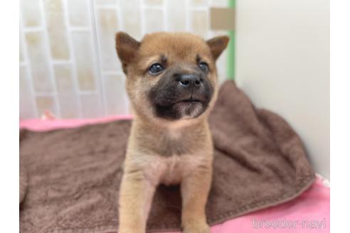 成約済の東京都の豆柴-152244の21枚目