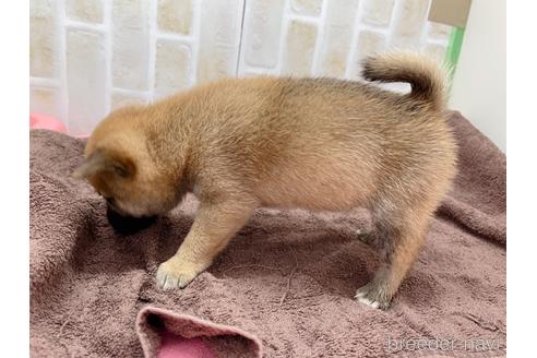 成約済の東京都の豆柴-152244の19枚目