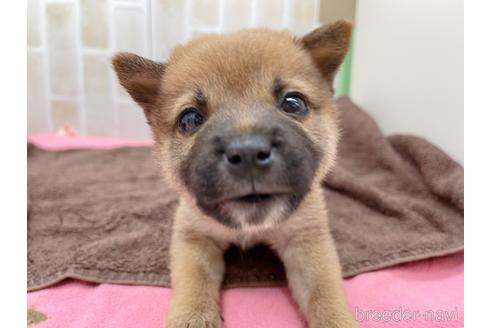 成約済の東京都の豆柴-152244の18枚目