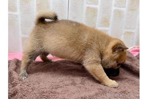 成約済の東京都の豆柴-152244の17枚目