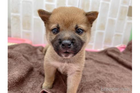成約済の東京都の豆柴-152244の16枚目