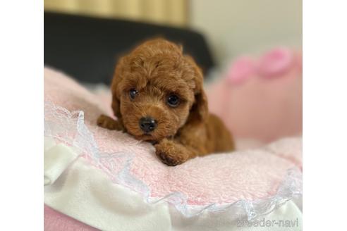 成約済の茨城県のタイニープードル-152309の8枚目