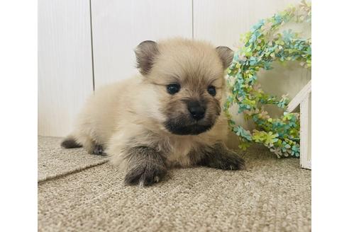成約済の千葉県のポメラニアン-152249の12枚目