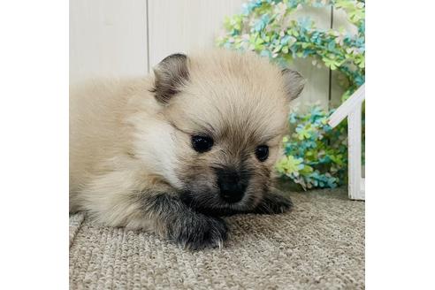 成約済の千葉県のポメラニアン-152249の10枚目
