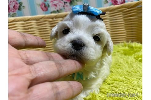 成約済の秋田県のミックス犬-152279の10枚目