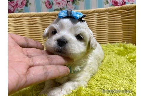 成約済の秋田県のミックス犬-152279の9枚目