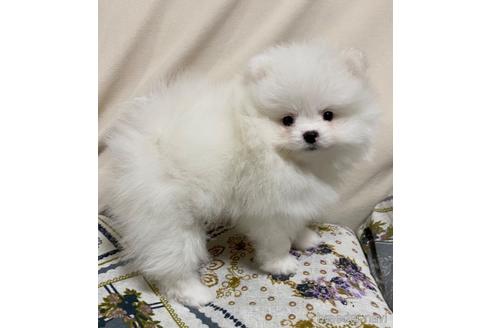 岩手県でポメラニアンの子犬を探す ブリーダーナビ 岩手県でポメラニアンの子犬を探す ブリーダーナビ