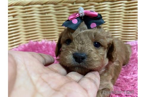 成約済の秋田県のミックス犬-149555の13枚目