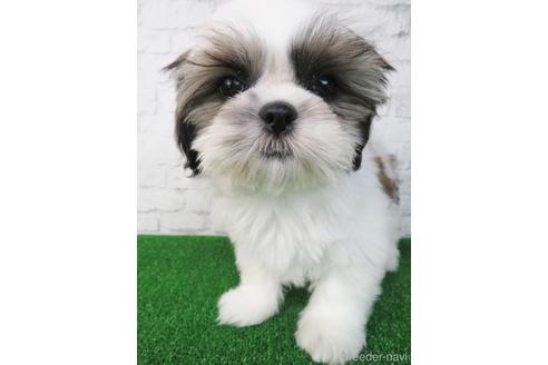 成約済の大阪府のシーズー-148858