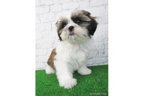 成約済の大阪府のシーズー-148858の5枚目