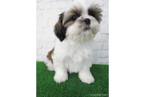 成約済の大阪府のシーズー-148858の4枚目