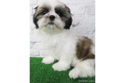 成約済の大阪府のシーズー-148858の3枚目