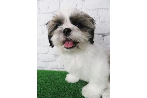 成約済の大阪府のシーズー-148858の2枚目